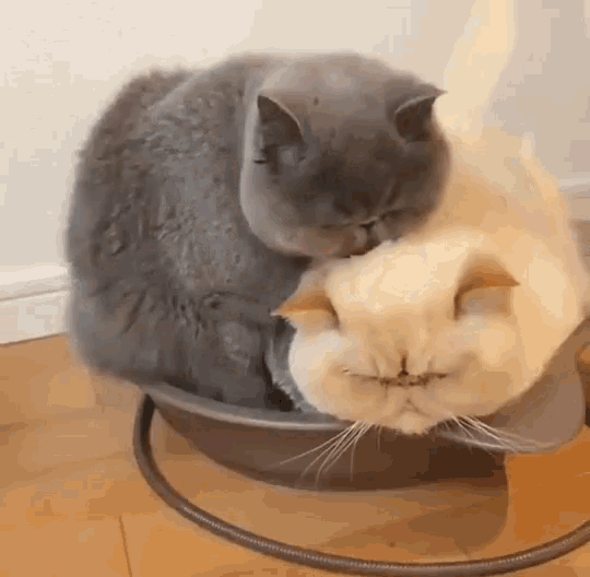 two cats are sitting in a bowl on a wooden floor .