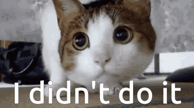 Funny Cats GIF