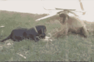a black dog is laying in the grass next to a helicopter