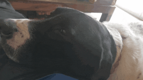a close up of a black and white dog laying on a bed