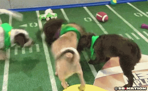 Puppy Bowl GIF - Dog Puppybowl Football GIFs