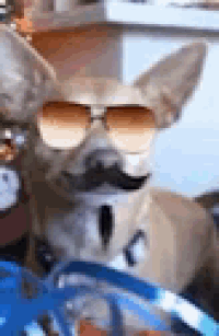 a dog wearing sunglasses and a mustache is sitting next to a bag .