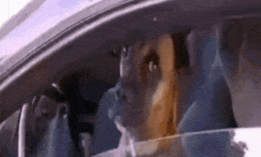 a dog is looking out of a car window .