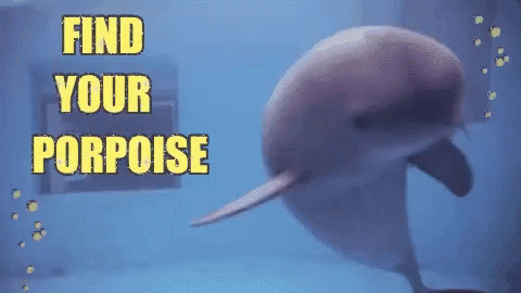 Pun Dolphin GIF - Pun Dolphin Cute GIFs