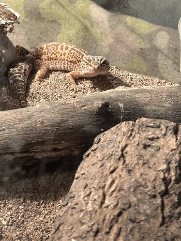 Wink Gecko GIF - Wink Gecko Lizard GIFs