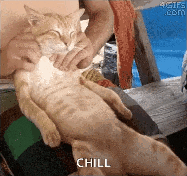 a person is petting a cat that is laying on its back .