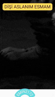 a black and white photo of a tiger with the words " dişi aslanim esmam " on top