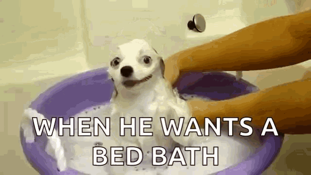 a dog is being bathed in a purple bucket with the words " when he wants a bed bath " below it