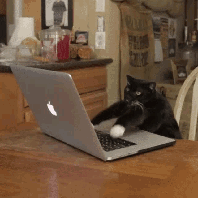 a cat is playing with an apple laptop