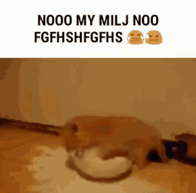a cat is eating from a bowl on the floor and making a funny face .