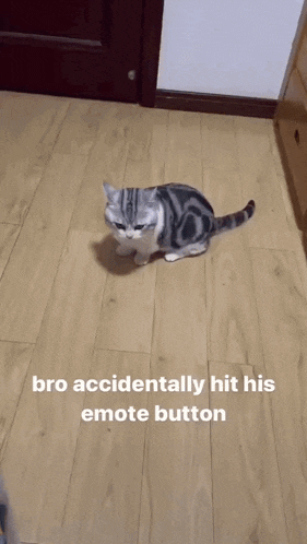 a cat is walking on a wooden floor with a caption that says " bro accidentally hit his emote button "