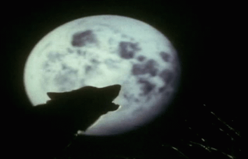 Kumud Wolf GIF - Kumud Wolf Howl GIFs