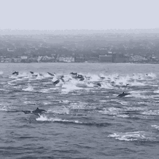 Dolphins Swimming GIF - Dolphins Swimming Swimming With Dolphins GIFs