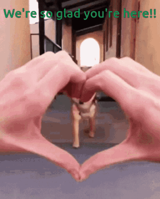 Glad You Are Here Dog GIF - Glad You Are Here Dog Cute GIFs