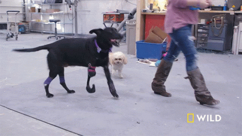 Limping Laci GIF - Limping Laci National Geographic GIFs