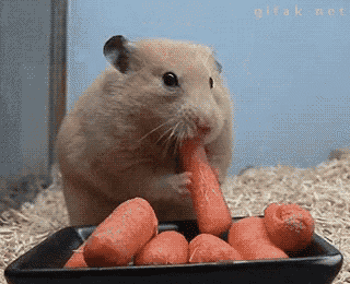 a hamster eating a carrot from a black plate