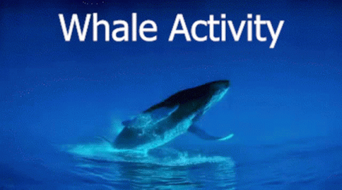 Whale Activity Fatih GIF - Whale Activity Whale Activity GIFs