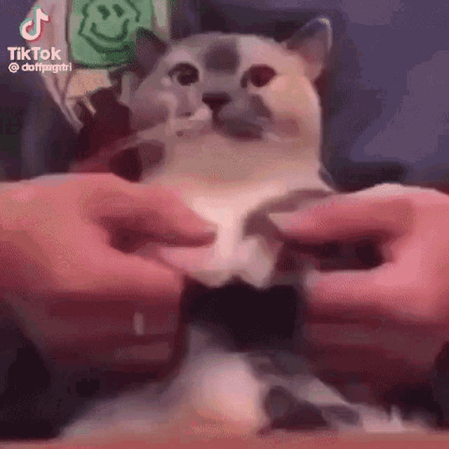 a cat is being held by a person 's hands .