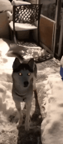 a husky dog standing in a snowy area