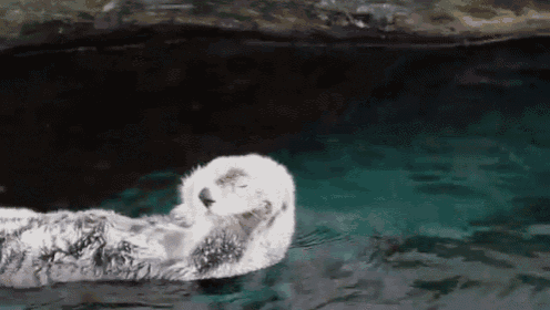 an otter is floating on its back in the water
