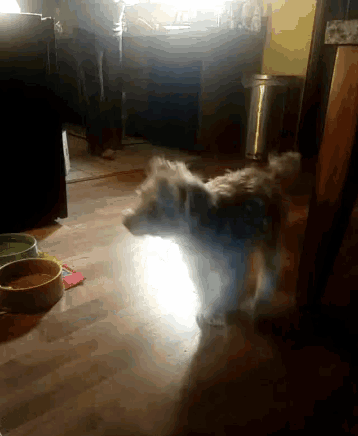 a dog is standing on a wooden floor next to a bowl of food