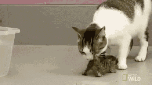 a cat is standing next to a small kitten on a floor .
