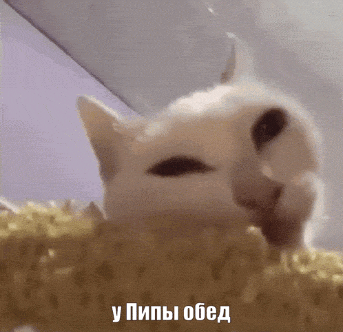 a close up of a cat 's face with a foreign language caption