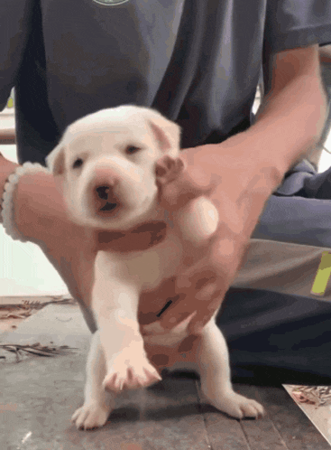 a person is holding a small white puppy in their lap