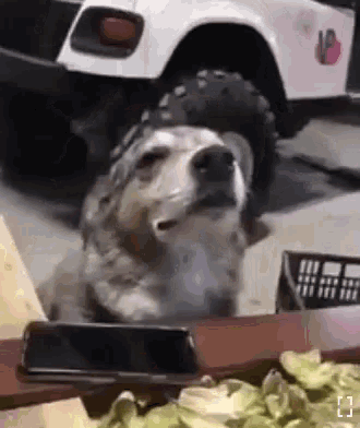 a dog is standing in front of a golf cart looking at something