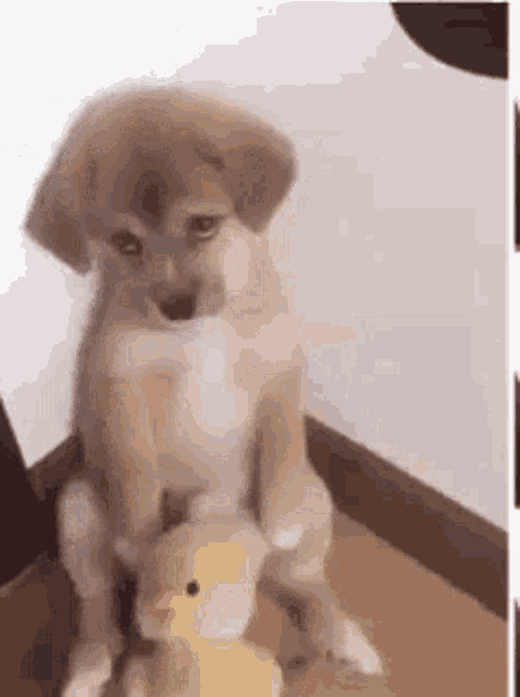 Sad Face Puppy GIF - Sad Face Puppy Dog GIFs