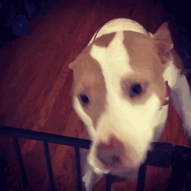 a brown and white dog looking over a black fence