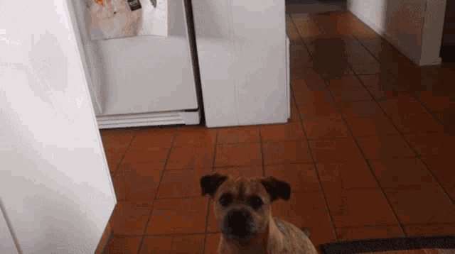 Are Border Terriers Yappy GIF - Are Border Terriers Yappy GIFs
