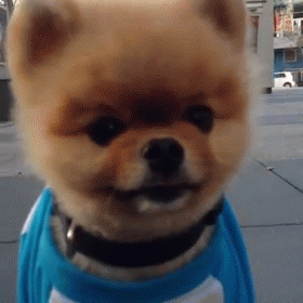 Look How Cute I Am. Look At Me GIF - Puppy GIFs