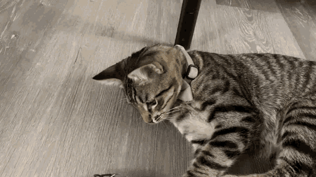 a cat wearing a white collar is laying on a wooden floor