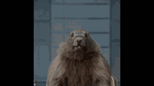 Marmot Marmotte GIF - Marmot Marmotte 3d GIFs