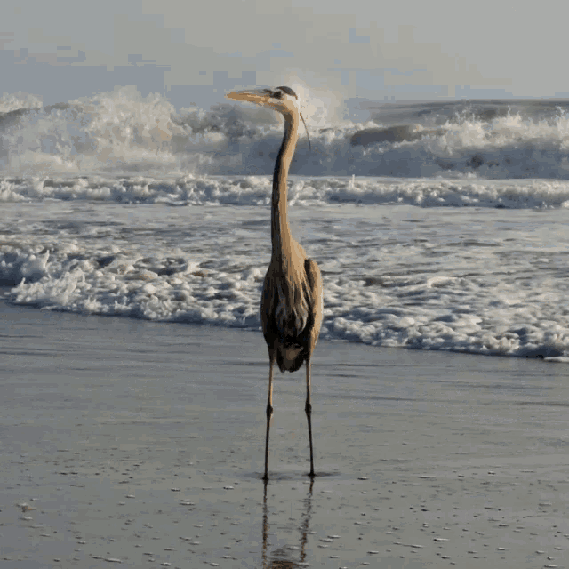 a bird with a long neck is standing on a beach near the ocean