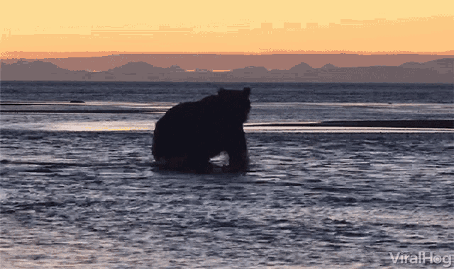 Bear Having Fun By The Shore GIF - Bear Having Fun By The Shore Sunset GIFs