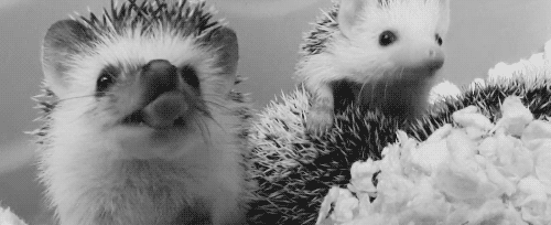 There That Nap GIF - Hedgehog Yawn Cute GIFs