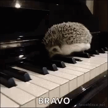 Piano Hedgehog GIF - Piano Hedgehog Hedgehog Playing Piano GIFs