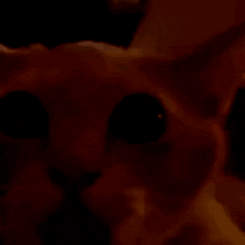 a close up of a cat 's face with big eyes