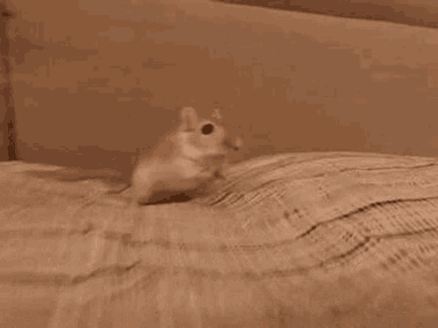 Heino Rat GIF - Heino Rat Woestijnrat GIFs
