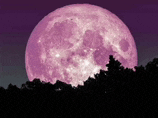 a pink full moon is visible in the night sky above trees .