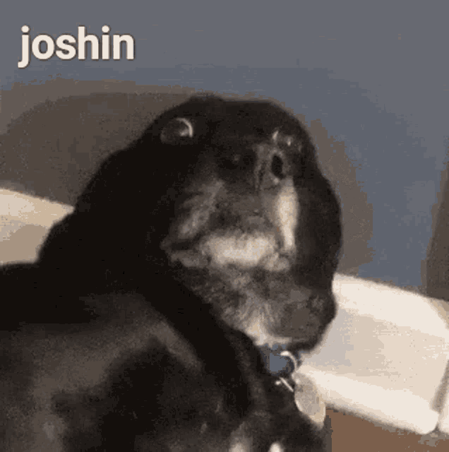 Joshin GIF - Joshin GIFs