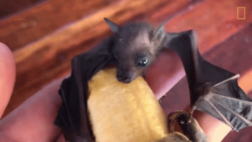 Resting Worlds Weirdest GIF - Resting Worlds Weirdest Bat Appreciation Day GIFs