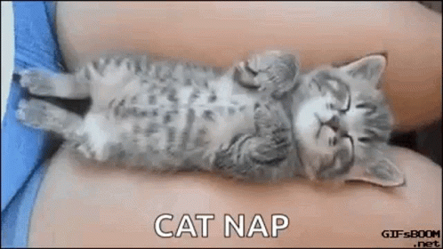 Dream Cat Nap GIF - Dream Cat Nap Nap Time GIFs