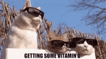 two cats wearing sunglasses are standing next to a sign that says getting some vitamin d