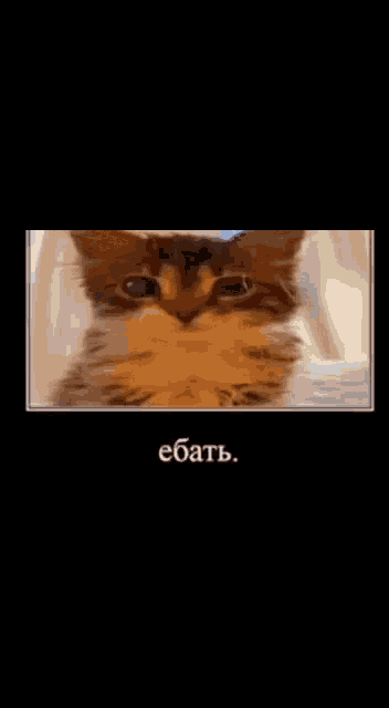 a picture of a cat with a caption that says eb