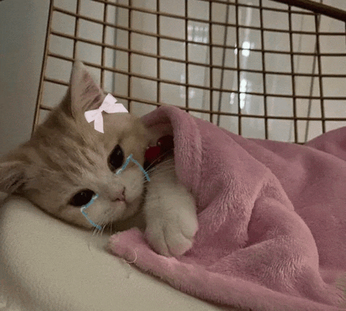 a cat is wrapped in a pink blanket with a bow on its head