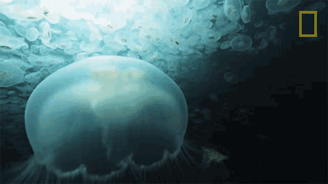 Jellyfish Alaskas Deadliest GIF - Jellyfish Alaskas Deadliest Moon Jellyfish GIFs