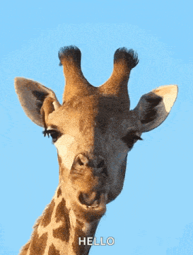 a close up of a giraffe 's face with the word hello written below it